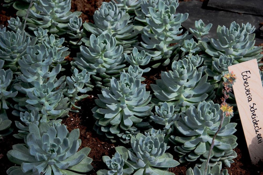 NL - Floriade-026 - Echeveria Scheidekerii