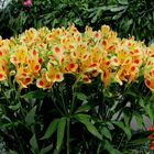 NL - Floriade-030 - rotgefleckte Blütenblätter
