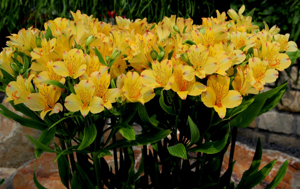 NL - Floriade-031 - gelbkelche mit-roten Strichen