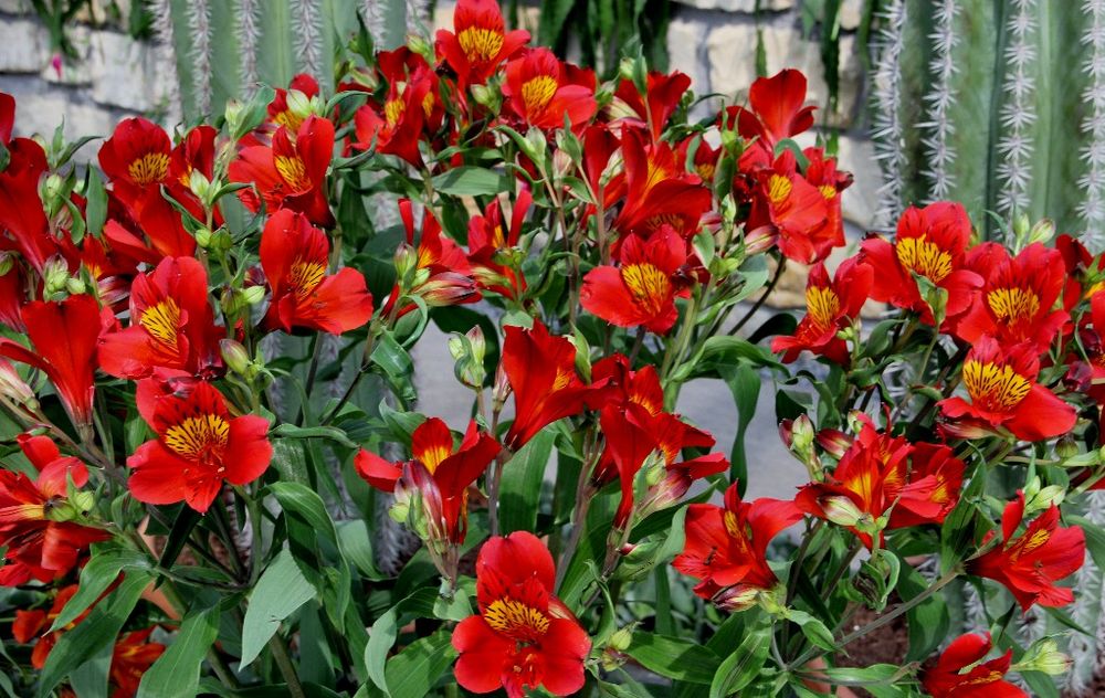 NL - Floriade-033 - rot-gelbe Blüten mit dunkelroten Streifen