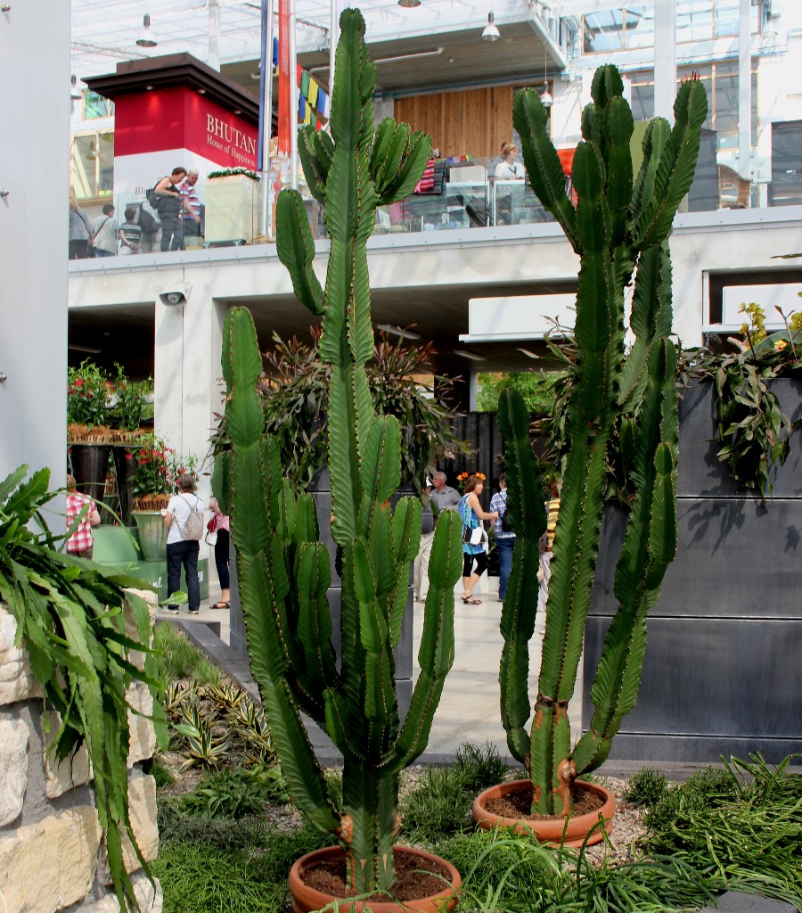 NL - Floriade-035 - Kakteen