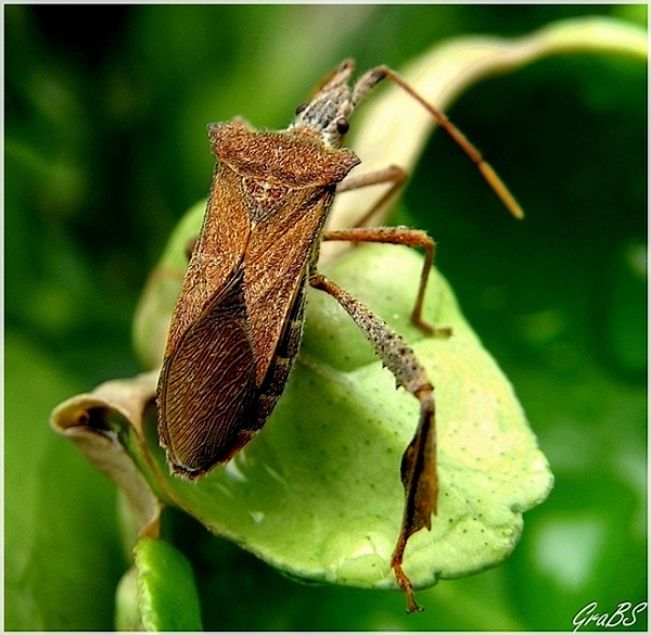 N.N (bicho en el limonero)