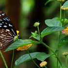 No. 1. Some Of The Beautiful Butterflies Of Asia!! Story.