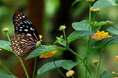 No. 1. Some Of The Beautiful Butterflies Of Asia!! Story.