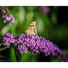 [No Aglais io - Vanessa cardui]