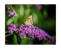 [No Aglais io - Vanessa cardui]