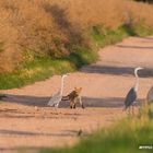 No Danger - 3 Graureiher und 1 Fuchs