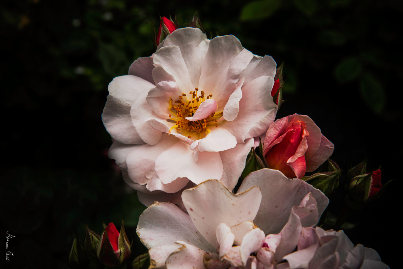 No Dicen Nada… Las Flores…