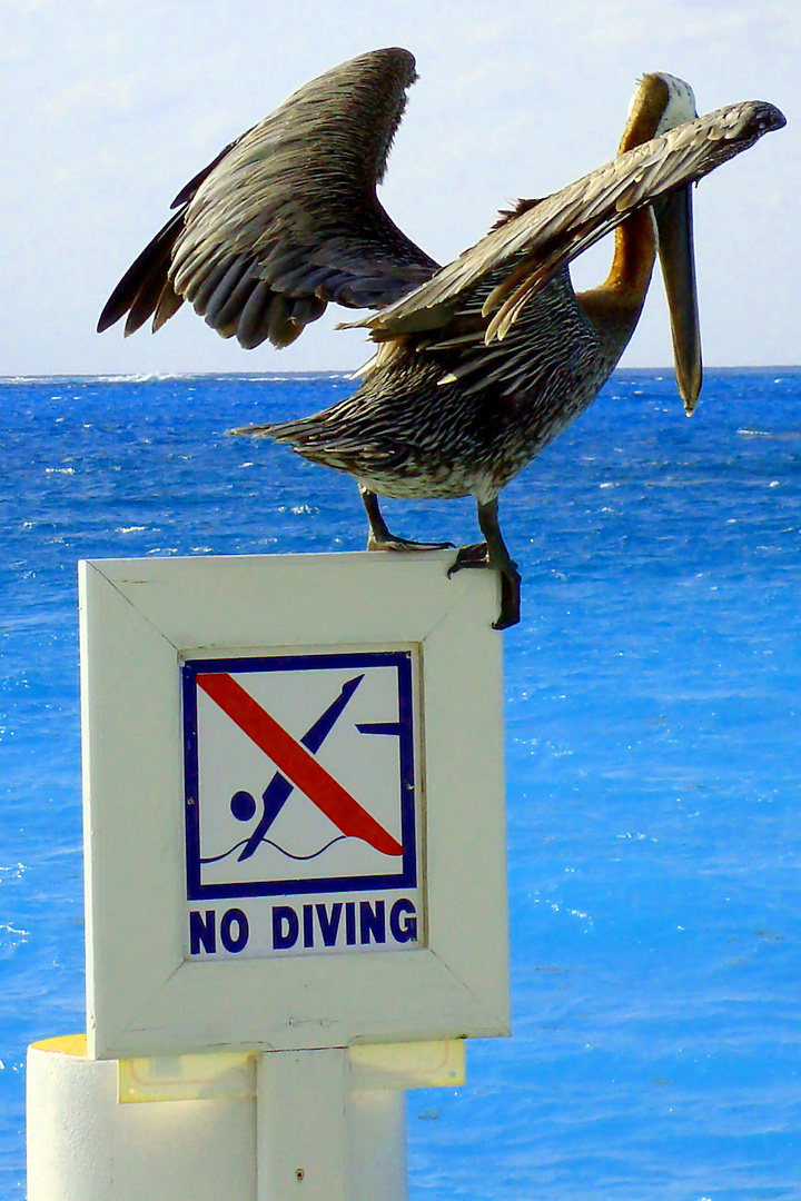 No Diving!