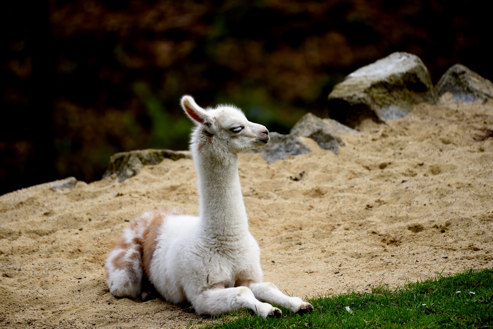 No Drama, Baby Llama