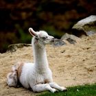 No Drama, Baby Llama