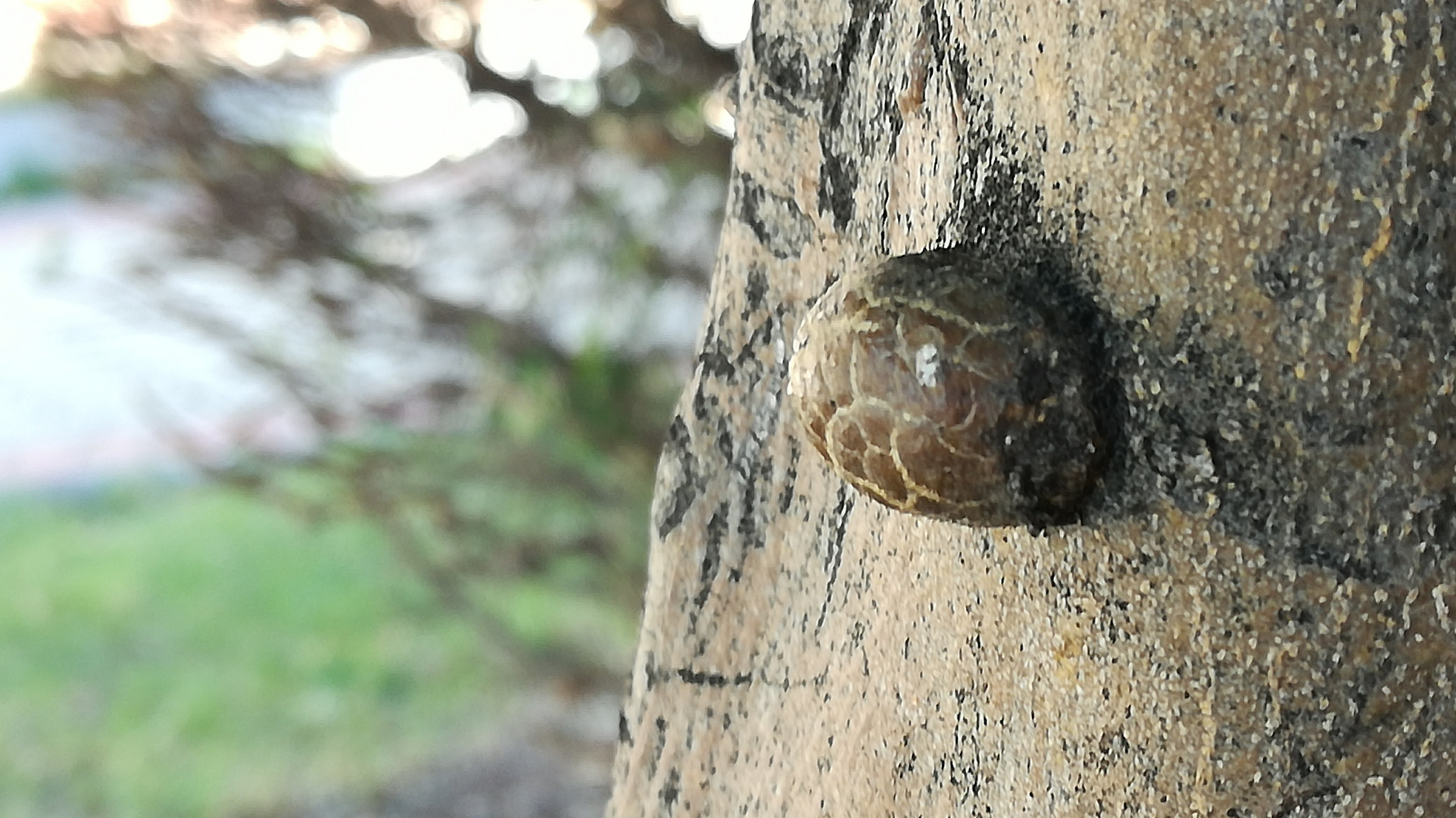 No es un caracol