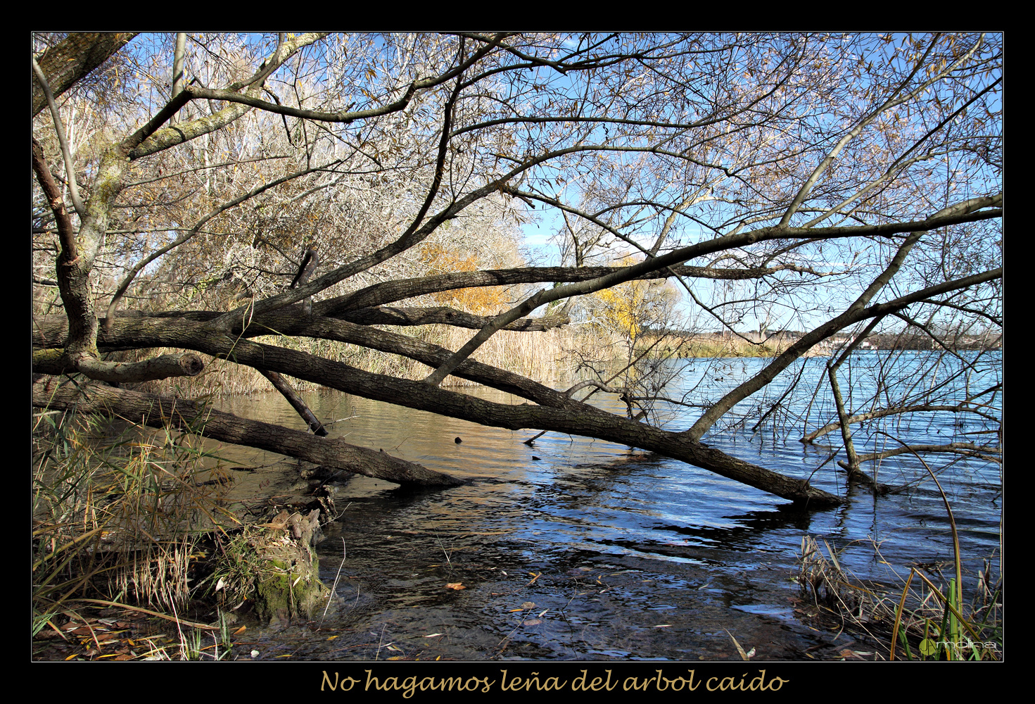 No hagamos leña del arbol caido