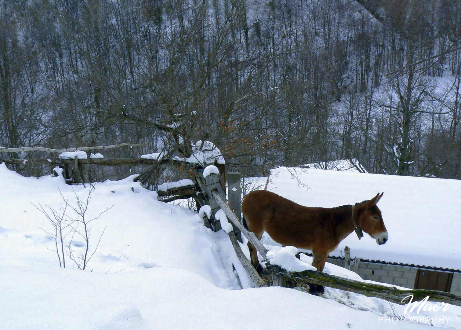 No hay frio si tienes un buen abrigo.Asturias 2011.