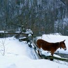 No hay frio si tienes un buen abrigo.Asturias 2011.