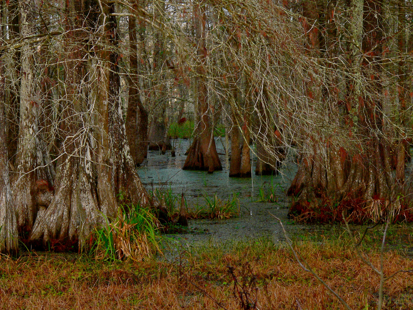 No Hiking- Alligator Habitat, Lake Martin