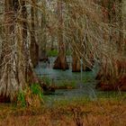 No Hiking- Alligator Habitat, Lake Martin