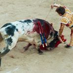 "No Killing" in Arles