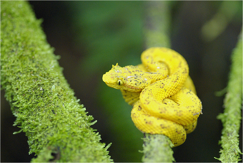 (no más) pura vida ... oder the eyelash viper