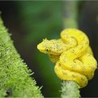 (no más) pura vida ... oder the eyelash viper