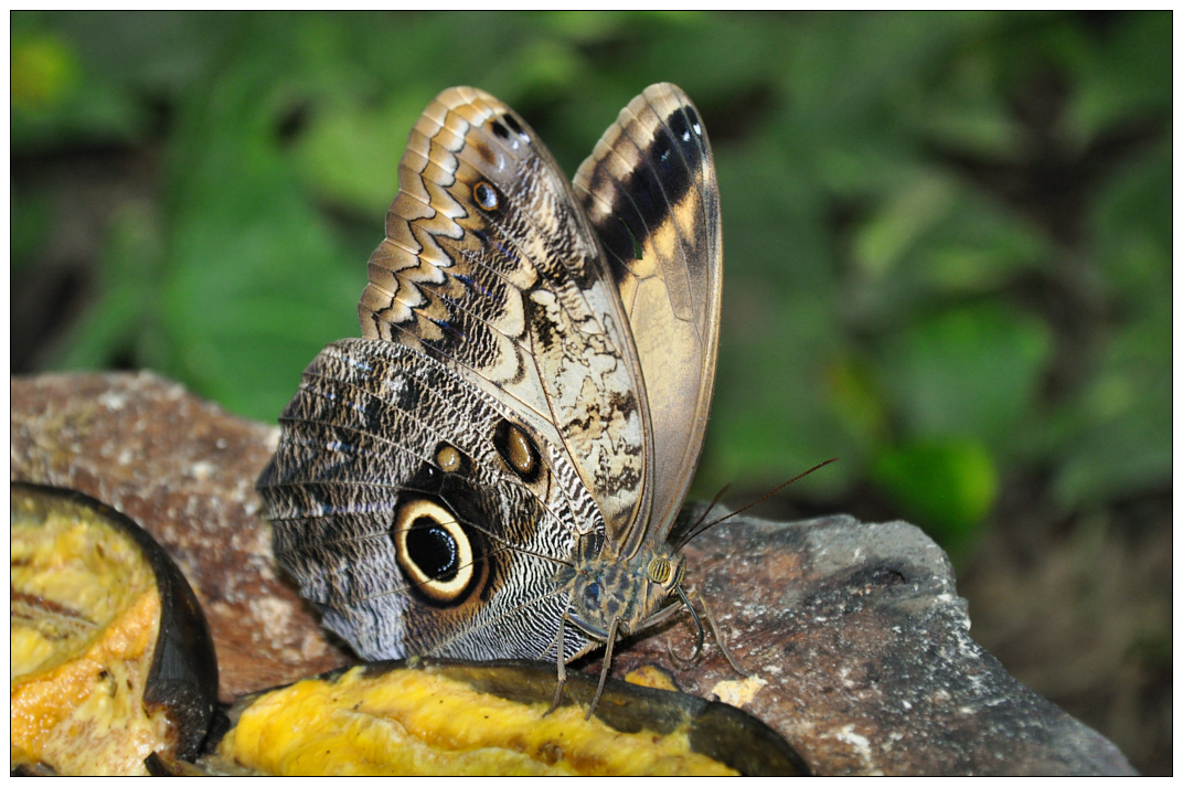 No-Name-Schmetterling (Mexiko)