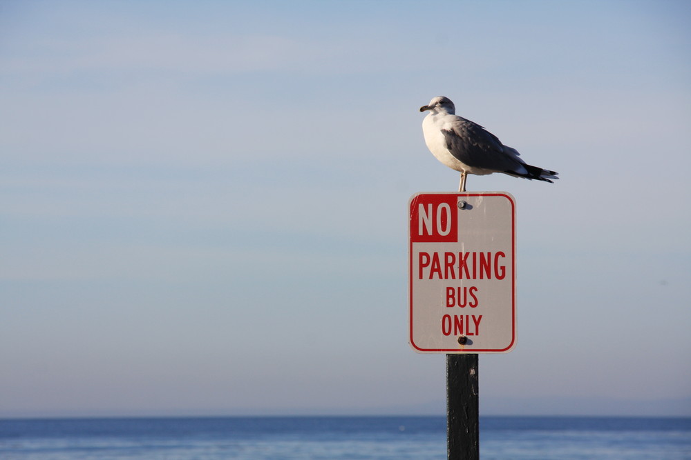 no parking - pigeon on plate