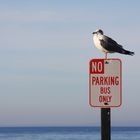 no parking - pigeon on plate