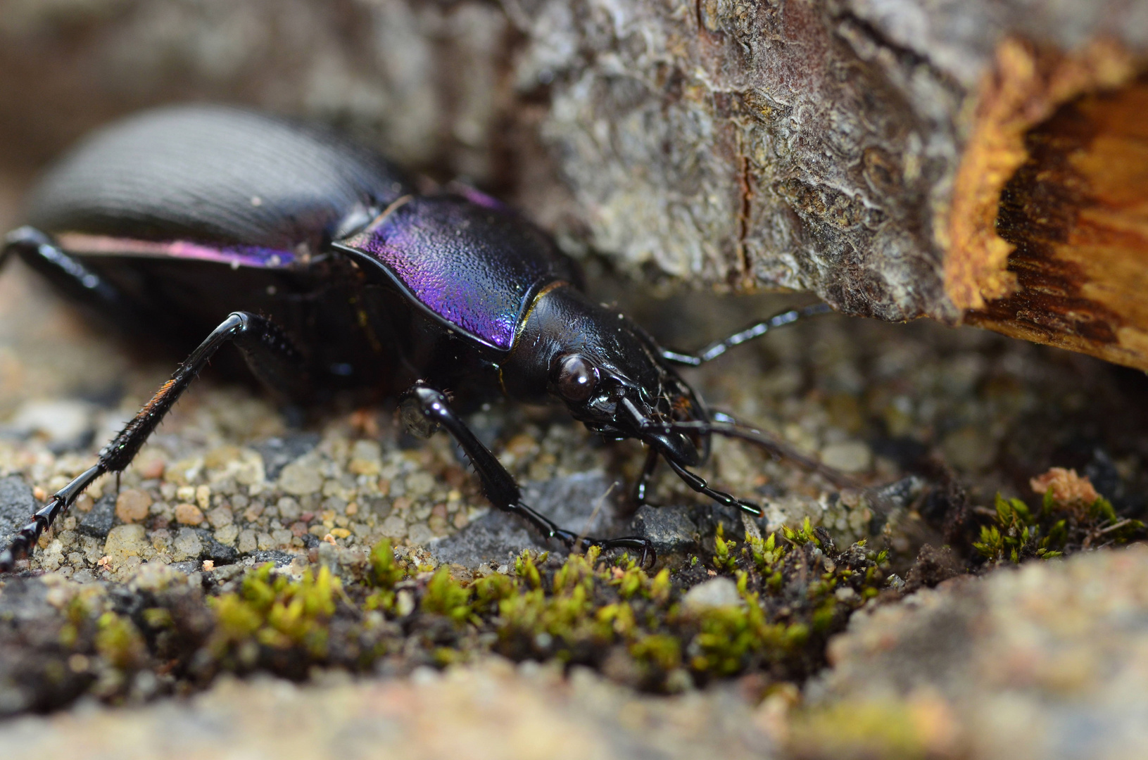 No problem --- Carabus problematicus