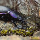 No problem --- Carabus problematicus