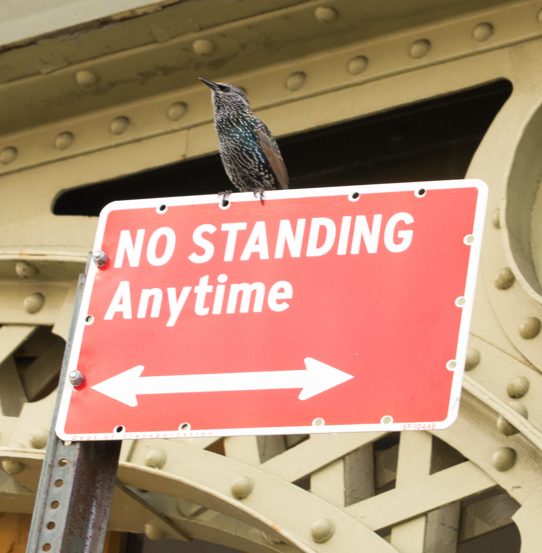 No Standing