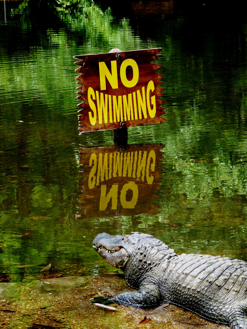 No swimming? Die spinnen wohl!