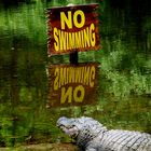 No swimming? Die spinnen wohl!