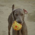 NOA IN THE BEACH