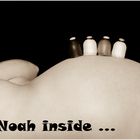 Noah inside