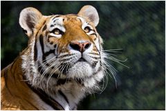 Noah, Tiger im Raubtierpark