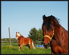 ...noah und anton...