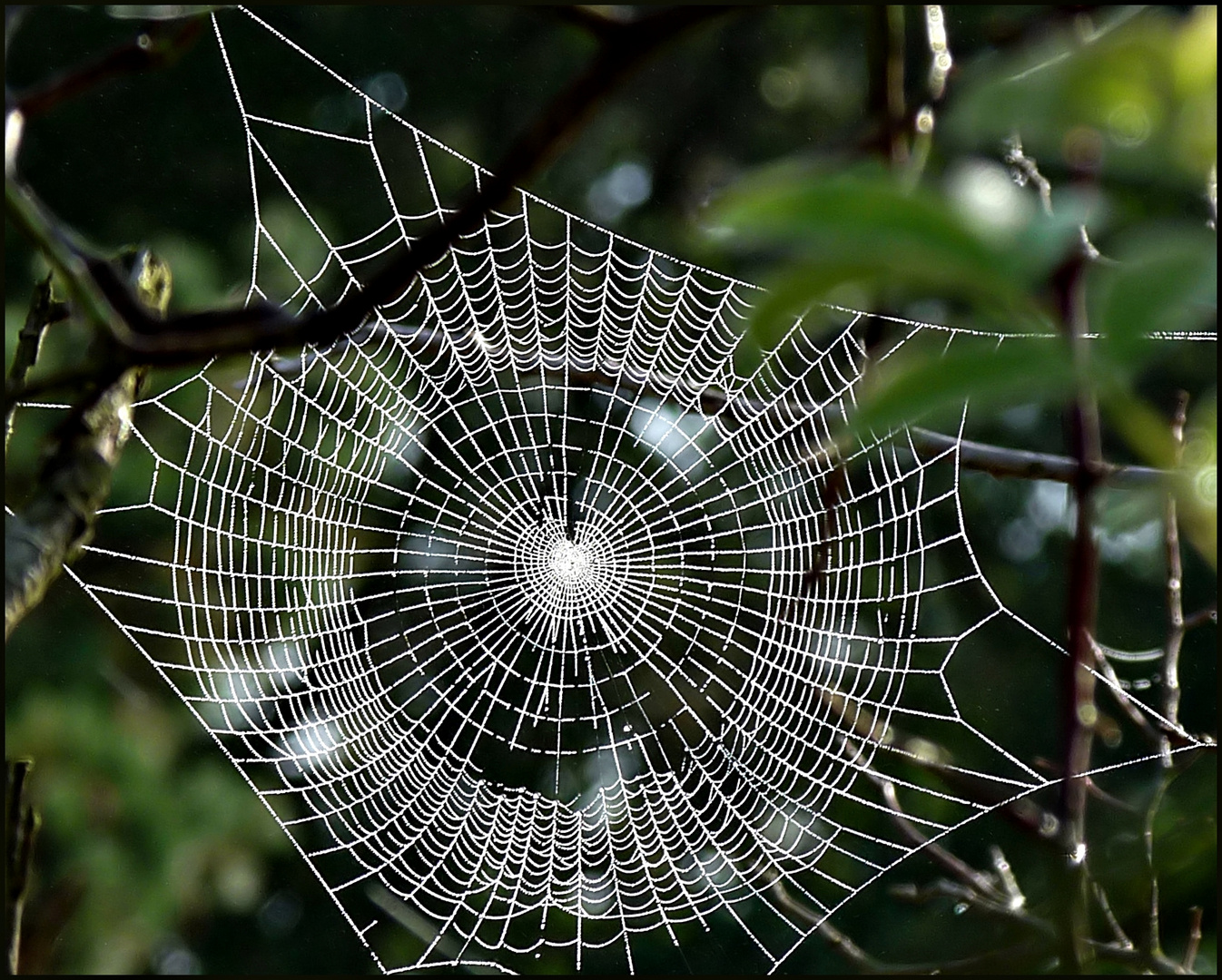 Nobel, Herr Zobel, sprach die Spinne und verschwand.