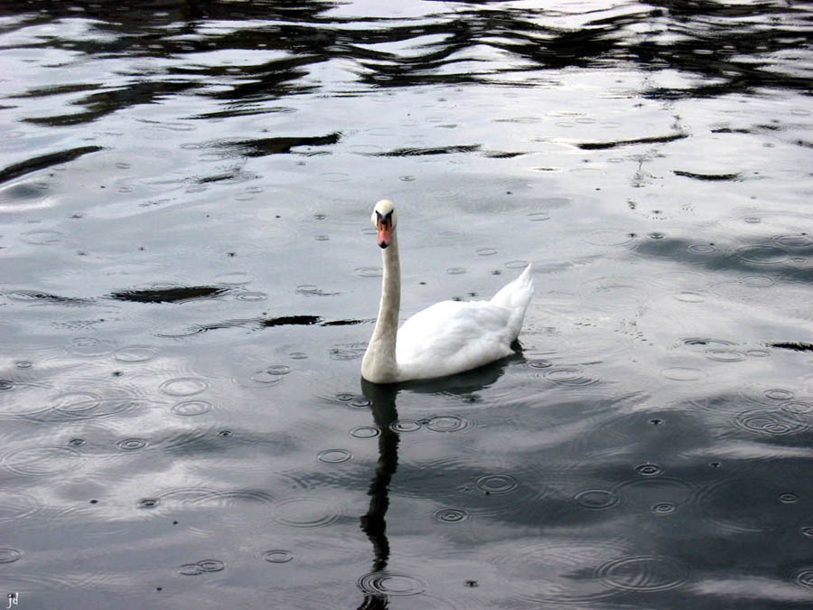 Nobile bellezza di un cigno