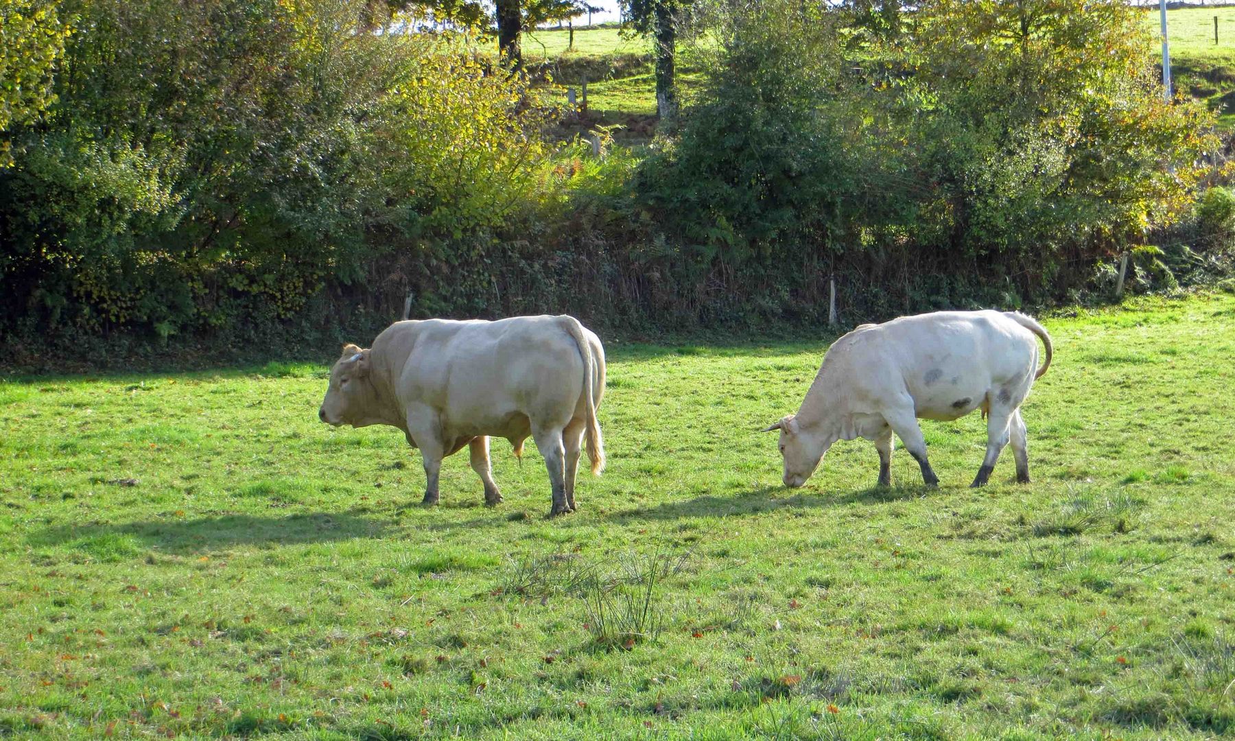 nobles morceaux, massifs, au naturel