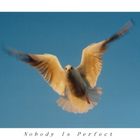 Nobody Is Perfect