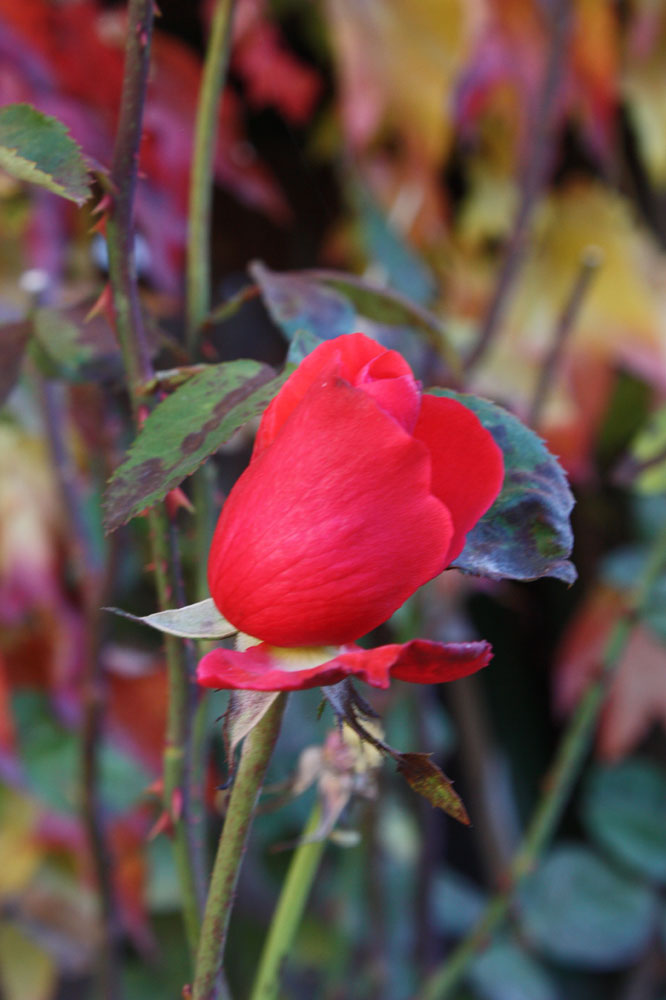 noc eine Novemberrose zum Freitag