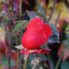 noc eine Novemberrose zum Freitag