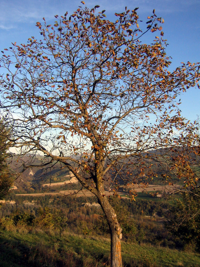 noce a Vaierana (BO)