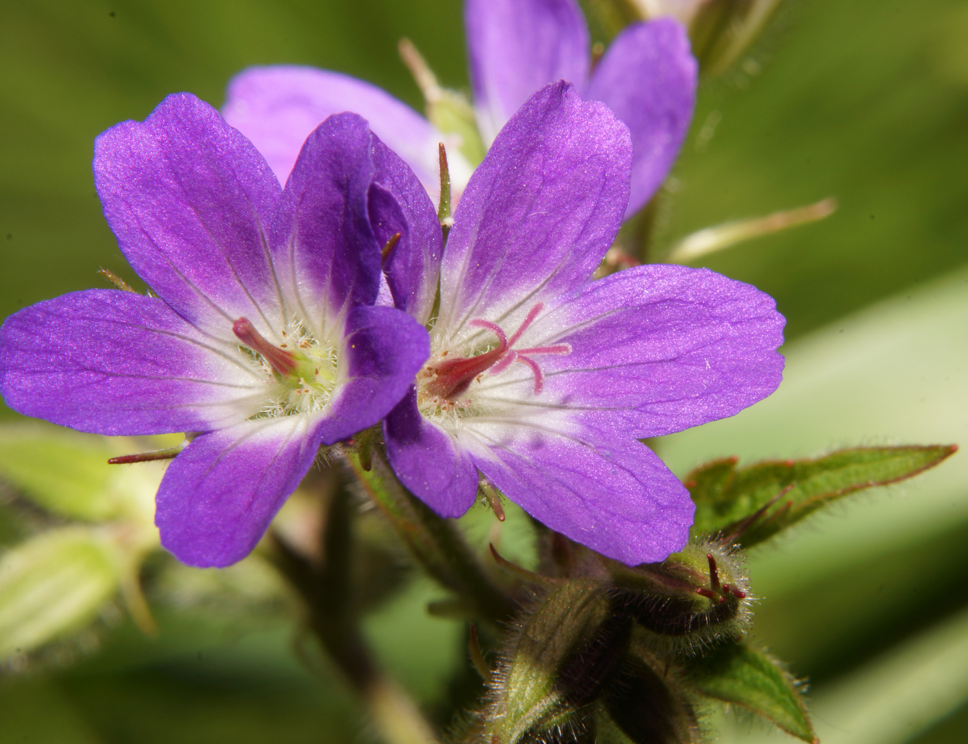 noch 2 Blüten