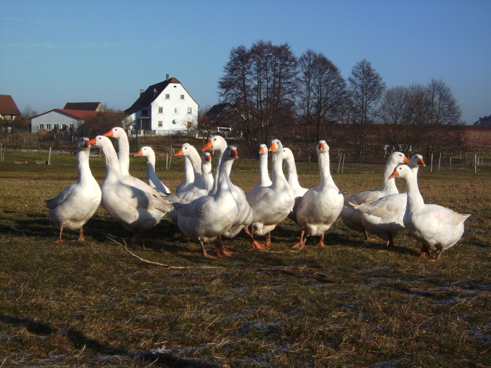 noch 4 Tage, dann schau`n wir aus der Röhre