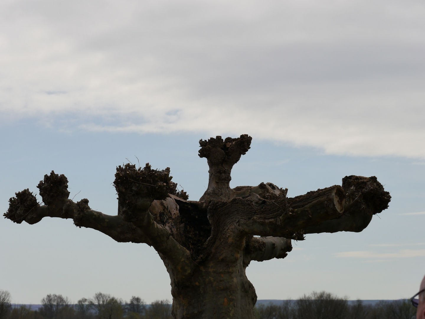 Noch Baum oder kein Baum ?