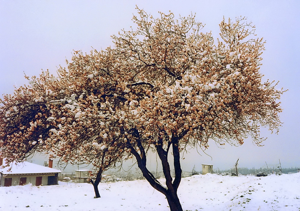 Noch beherrscht der Winter die Welt