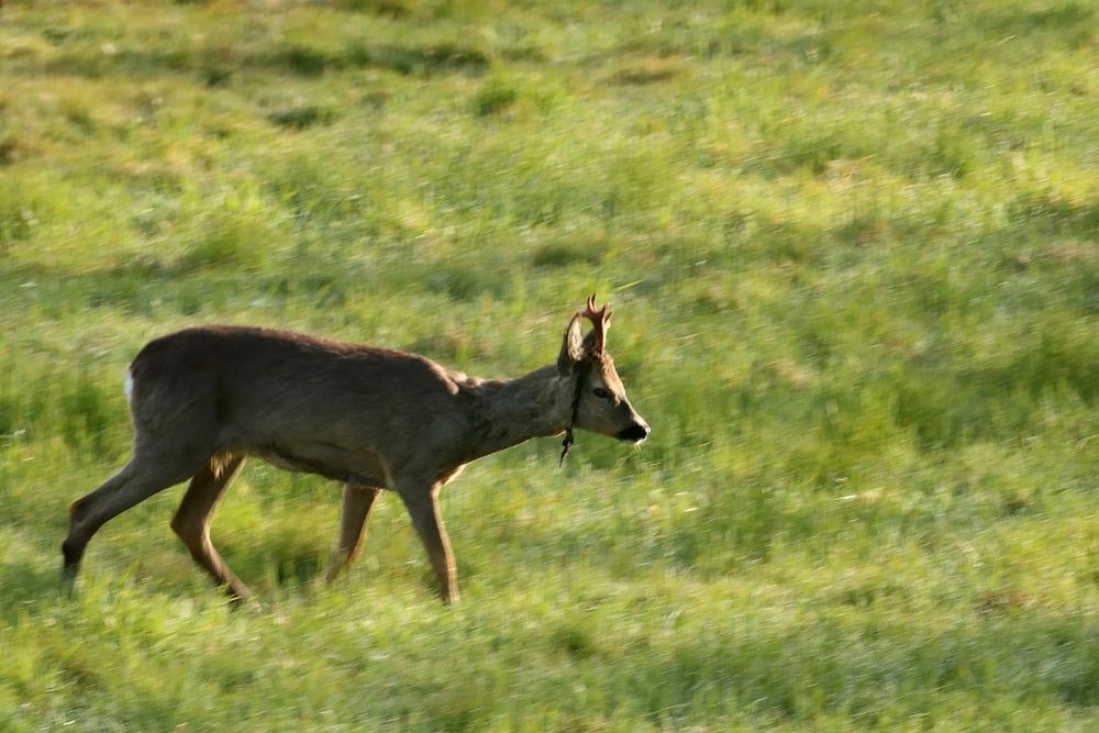 Noch beim Fegen Foto & Bild tiere, wildlife, säugetiere Bilder auf