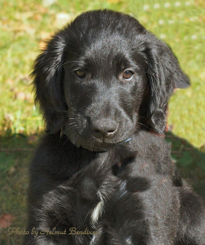 "Noch bin ich ein Hundebaby"