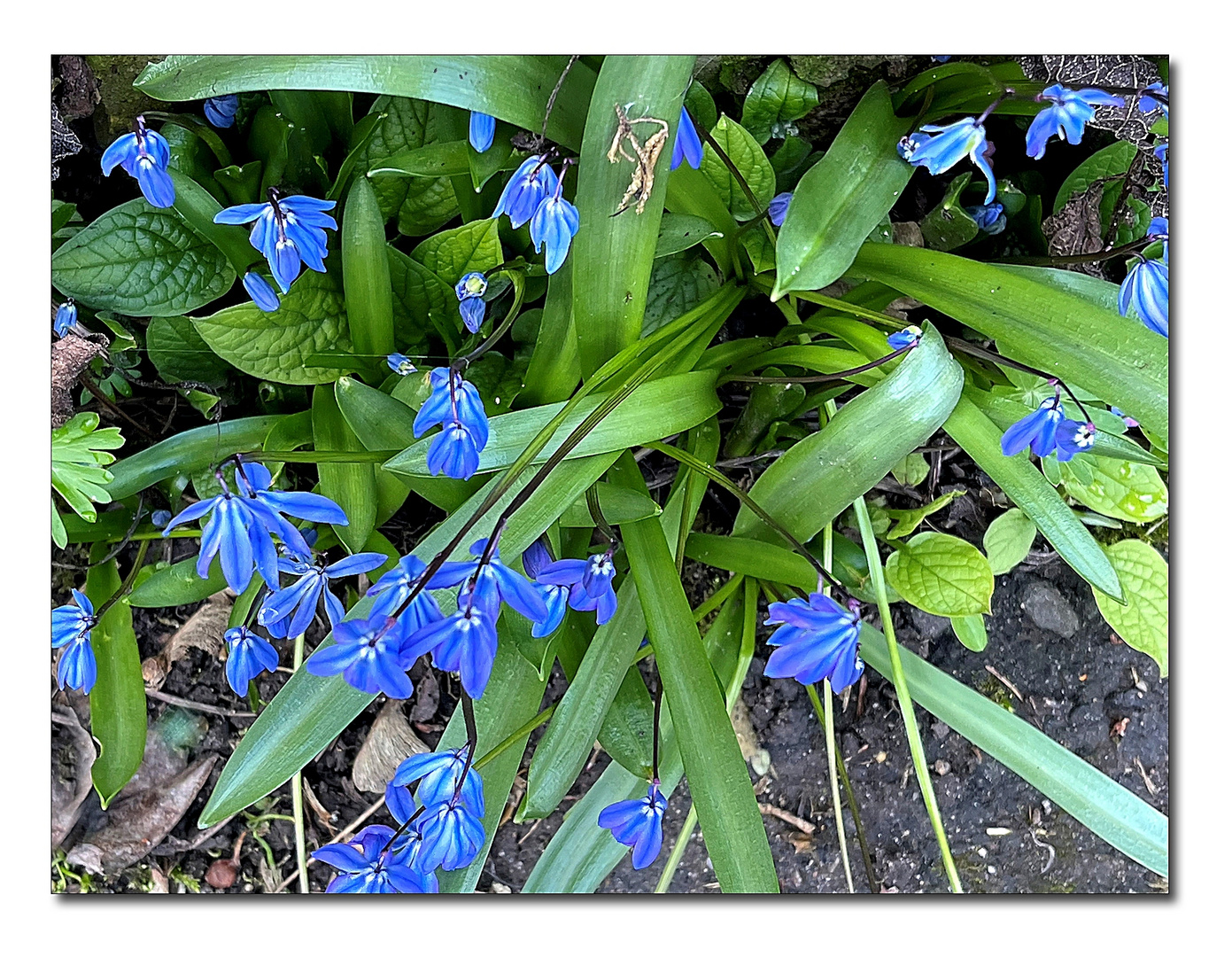 noch blühen die blausterne ...